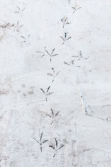 traces of birds on the asphalt