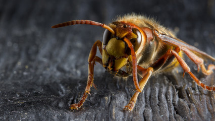 Huge European Hornet. Dangerous predatory insect. Close-up.