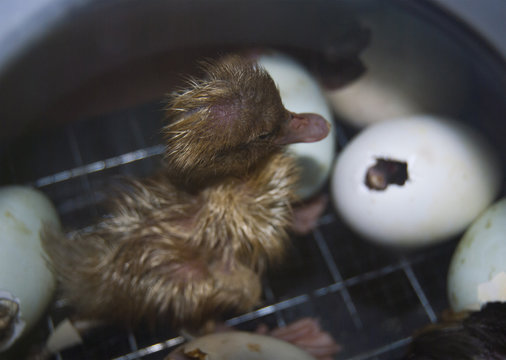 A small wet duckling hatched from the egg in the incubator just now.