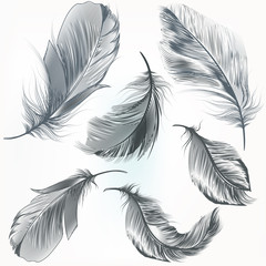Set of vector filigree feathers for design