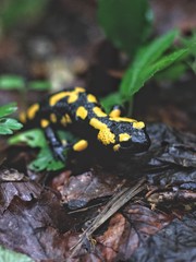 Feuersalamander
