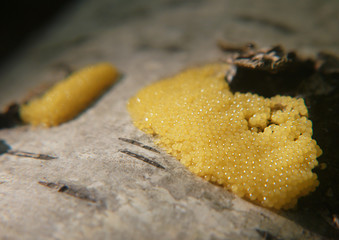 Young forming yellow caviar-like fruit bodies of a Physarum slime mold, or myxomycete. Slime moulds are special organisms that gather from many microscopic unicellular amoebae.