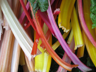 multi colored chard or silverbeet