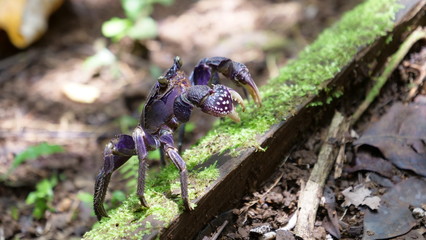 CLOSE UP: Small purple crab wandering the jungle near tropical beach in Fiji.