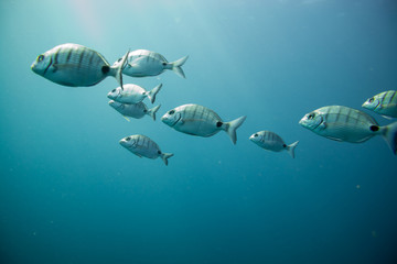 group of fishes swimming