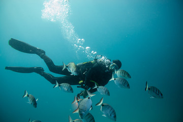 Naklejka na ściany i meble diver surrounded by a group of fish
