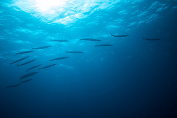 Fototapeta na wymiar group of barracudas
