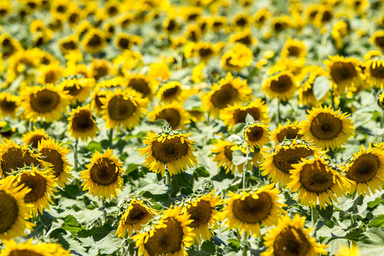 Big sunflower field