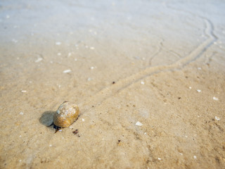 Snail with trail at low tide_horizontal