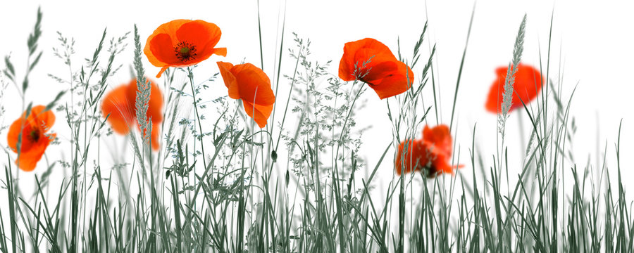 Fototapeta rote mohnblumen monochrome wiese