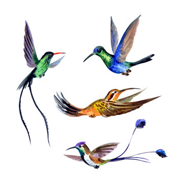 Set of hummingbirds, watercolor drawing on white background isolated with clipping path.