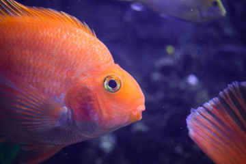 blood parrot cichlid or parrot cichlid, big beautiful red fish, Portrait of fish