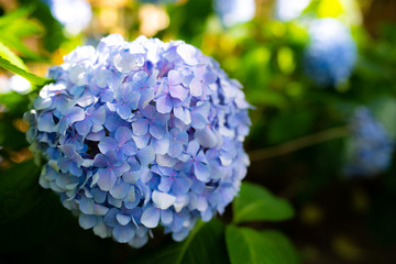紫陽花