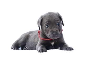 Obraz premium puppy cane corso on a white background