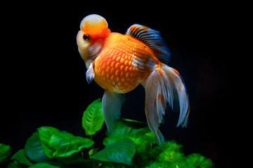 Beautiful and elegant goldfish floats in aquarium with green plants and stones, closeup, named...