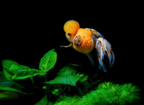 Crown hotsell pearlscale goldfish