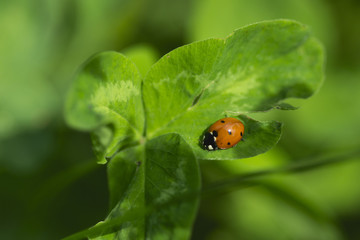Naklejka premium an amazing close up of butterfly sitting on a flower, detail of the wild life, macro picture, flying butterfly, summer day, lovely nature full of bugs