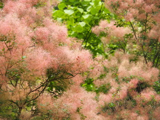 Cotinus coggygria (Rhus cotinus) - European or Eurasian smoketree, smoke tree, smoke bush.