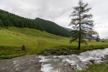 Fototapeta na wymiar Bach mit Baum in Wiesen und Waldlandschaft