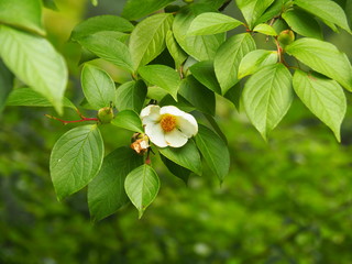 Stewartia pseudocamellia - Korean stewartia, Japanese stewartia or deciduous camellia blooming in the park, Poland.
