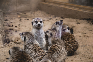 few lovely meerkats sitting or standing, looking the same direction at others, really cute adorable favorite animals