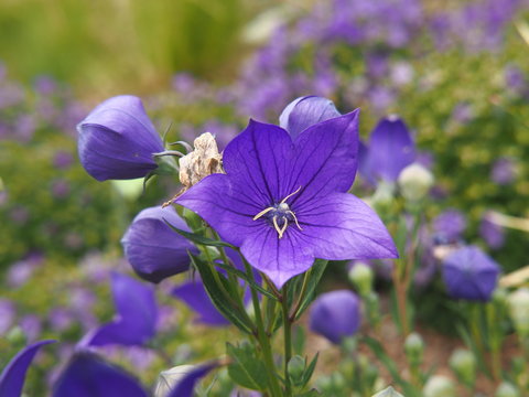 Platycodon grandiflorus 'Astra Blue' - balloon flower or Chinese bellflower
