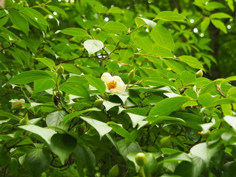 Stewartia pseudocamellia - Korean stewartia, Japanese stewartia or deciduous camellia blooming in the park, Poland.