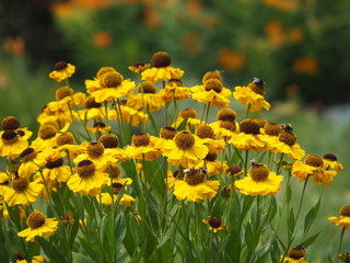 Obraz premium Blooming Sneezeweed, false sunflower. Helenium 'El Dorado''