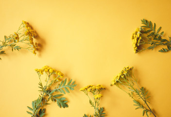 Yellow small tansy flowers on a yellow background
