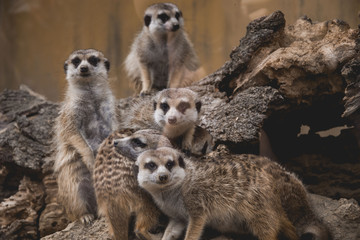 Fototapeta premium few lovely meerkats sitting or standing, looking the same direction at others, really cute adorable favorite animals
