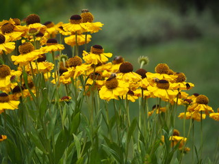 Obraz premium Blooming Sneezeweed, false sunflower. Helenium 'El Dorado''
