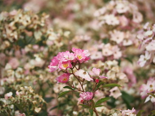 Rosa 'Ballerina' in full bloom.