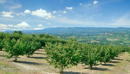 Haselnussplantage im Piemont bei Asti,Italien