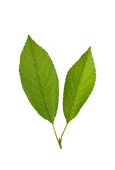 Fototapeta premium Cherry leaves on white background