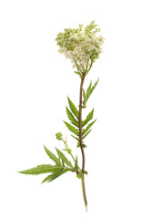 Filipendula ulmaria with flowers on a white background