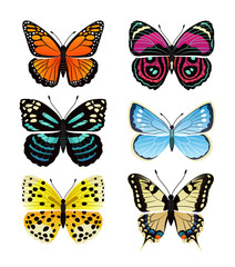 Fototapeta na wymiar Butterflies Types Collection Vector Illustration