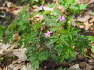 Geranium robertianum - Herb-Robert, Red Robin, Death come quickly, Storksbill, Fox geranium, Stinking Bob, Crow's Foot Roberts Geranium.