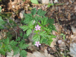 Geranium robertianum - Herb-Robert, Red Robin, Death come quickly, Storksbill, Fox geranium, Stinking Bob, Crow's Foot Roberts Geranium.