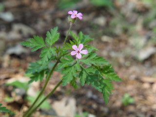 Geranium robertianum - Herb-Robert, Red Robin, Death come quickly, Storksbill, Fox geranium, Stinking Bob, Crow's Foot Roberts Geranium.