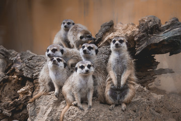 few lovely meerkats sitting or standing, looking at the others, really cute adorable favorite...