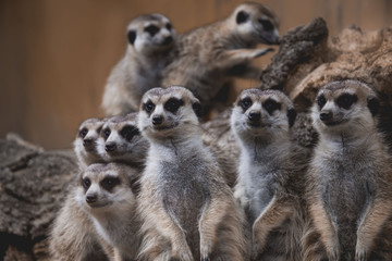 few lovely meerkats sitting or standing, looking at the others, really cute adorable favorite...
