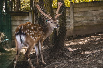 dybowski's sika deer