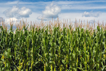 field of young, tall, green corn, in the phase of the formation of the rock