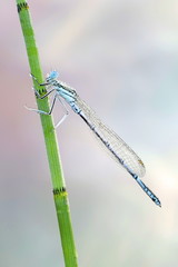Blue featherleg, also called white-legged damselfly,  Platycnemis pennipes