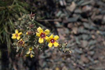 Obraz premium Rosa persica, Khorasan, Iran