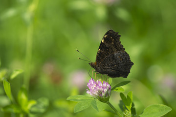 beautiful macro closeup, butterfly sitting on a flower in a green grass in the middle of a sunny day, collecting pollen