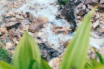 green tropical leaves with water drops on mountain creek background