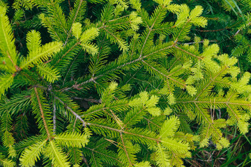 fir needles fresh sprouts branches pattern background