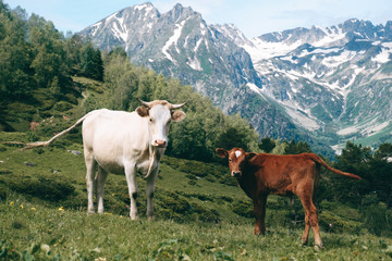 Fototapeta na wymiar white cow stands in the mountain valley at snowy peaks background with little calf