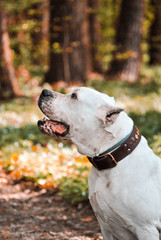 Dogo Argentino Chocolate Iz Lunnoy Stai